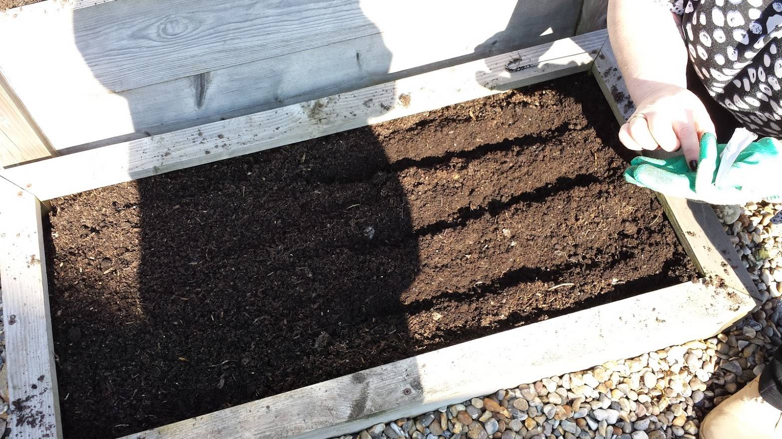 Sowing Spinach